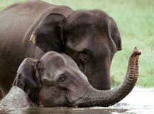 elephant festival in inida