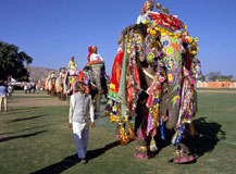 elephant festival