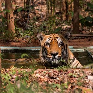 01tiger-chirag-tadoba2