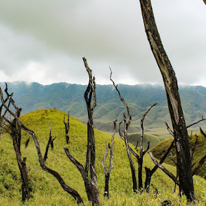 Dzukou_valley_10