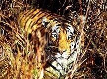 chittor-with-ranthambore-tour-861