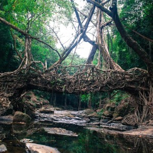 mawlynnong-meghalaya-201711-1510311039-300x300