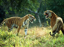 ranthambore-and-corbett-tour-462