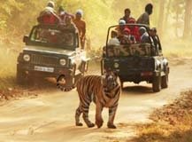 short-escape-bandhavgarh-755