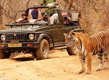 taj-safari-tour-in-india-700