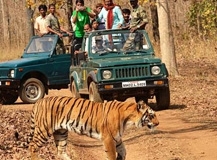 tiger-safari-tour-165