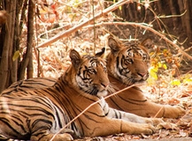 wildlife-tour-of-madhya-pradesh-125